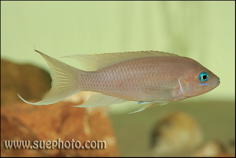 Neolamprologus gracilis 'Kapampa'